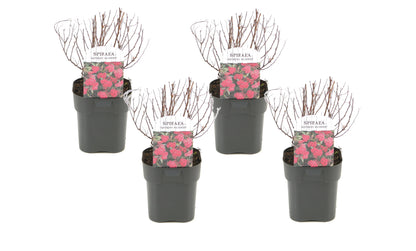 Spirée du Japon - Set de 4 - Spiraea japonica 'Dark Pink' - H25-40cm - ⌀17cm