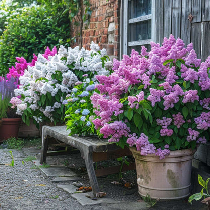 Lilas commun - Set de 6 - Syringa vulgaris - Hauteur 25-40cm - ⌀17cm