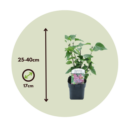 Lilas commun - Set de 6 - Syringa vulgaris - Hauteur 25-40cm - ⌀17cm