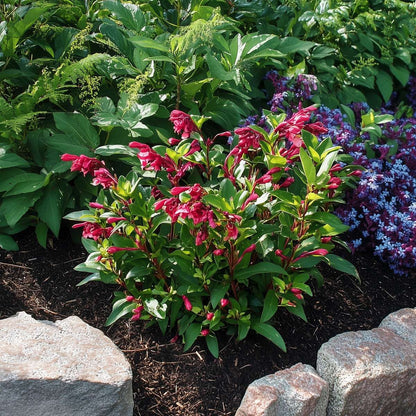 Flowering Shrub - 2 pcs. - Weigela florida 'Red Prince' - Height 25-40cm - ⌀17cm