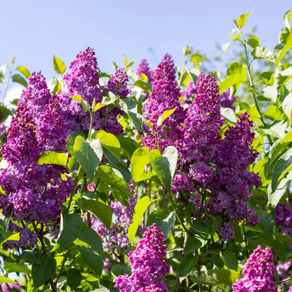 Lilas commun - Set de 4 - Syringa vulgaris 'Ludwig Spath' - H25-40cm - ⌀17cm