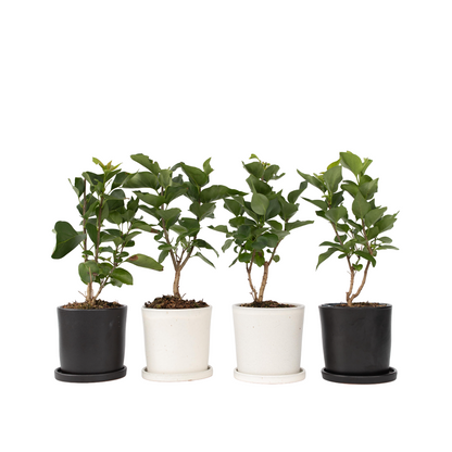 Lilas commun - Set de 4 - Syringa vulgaris 'Ludwig Spath' - H25-40cm - ⌀17cm