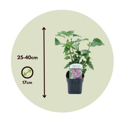 Lilas commun - Set de 2 - Syringa vulgaris 'Michel Buchner' - H25-40cm - ⌀17cm