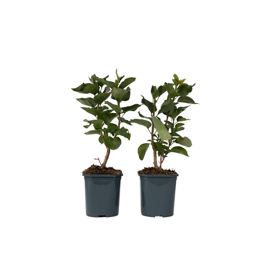 Lilac - 2 pcs. - Syringa vulgaris 'Mme Lemoine' - Height 25-40cm - ⌀17cm