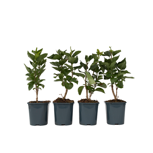 Lilac - 4 pcs. - Syringa vulgaris 'Mme Lemoine' - Height 25-40cm - ⌀17cm