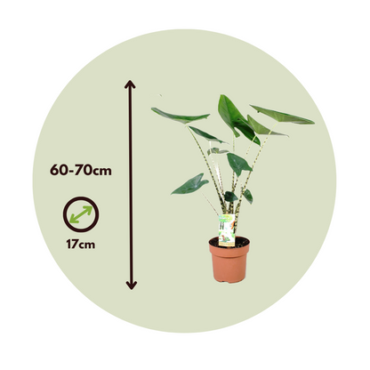 Plante éléphant - Alocasia 'Zebrina' - Hauteur 60-70cm - ⌀17cm