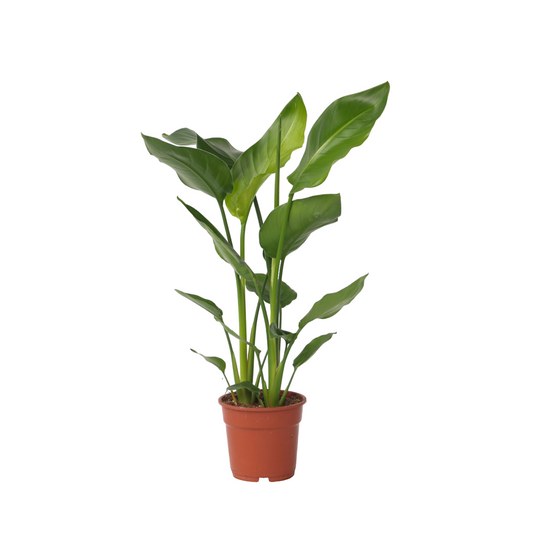 Giant Bird of Paradise - Strelitzia nicolai - Height 55-70cm - ⌀17cm