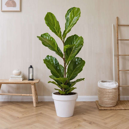 Fiddle-leaf fig - 2 pcs. - Ficus Lyrata - Height 70-90cm - ⌀21cm