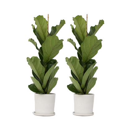 Fiddle-leaf fig - 2 pcs. - Ficus Lyrata - Height 70-90cm - ⌀21cm