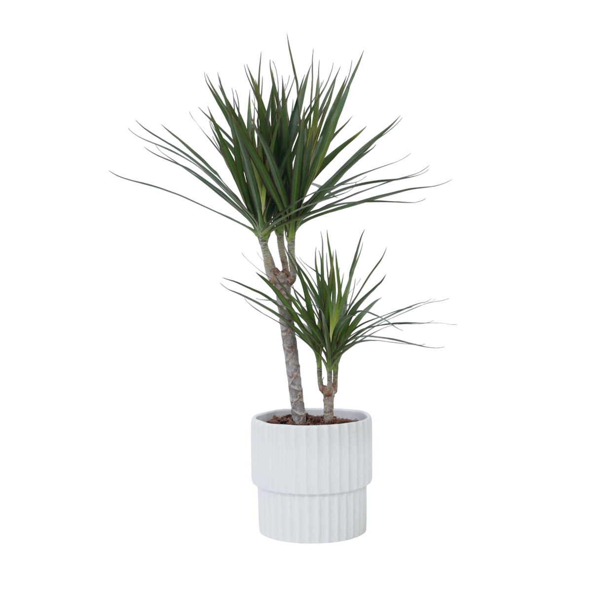Madagascar Dragon Tree - Dracaena marginata - Height 70-80cm - ⌀17cm