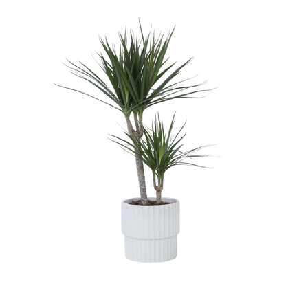 Madagascar Dragon Tree - Dracaena marginata - Height 70-80cm - ⌀17cm