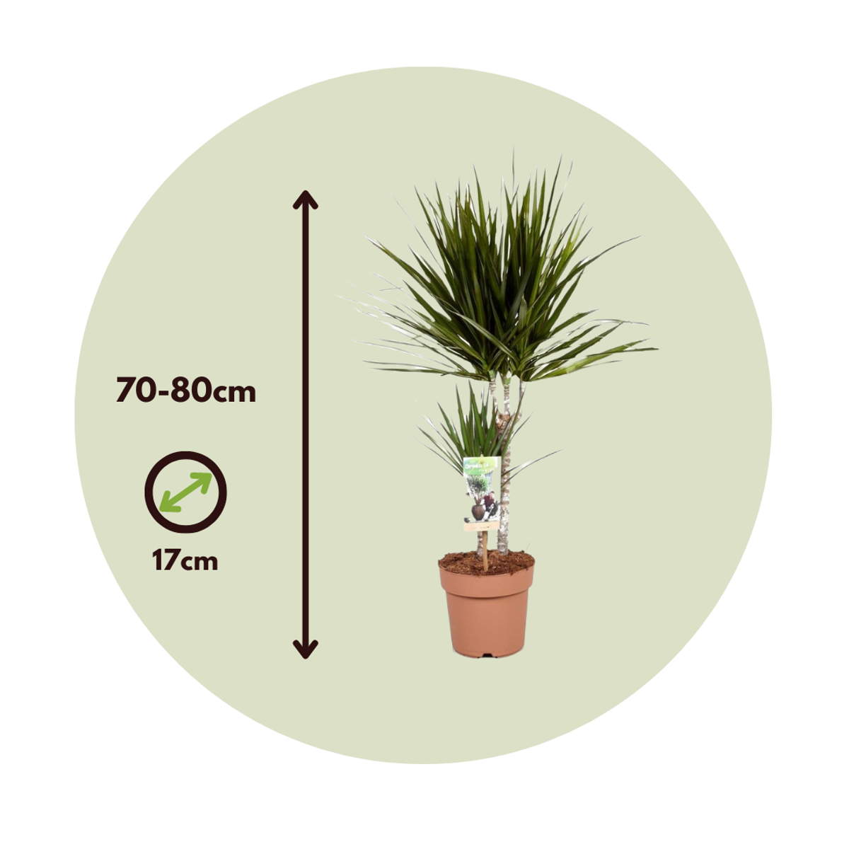 Madagascar Dragon Tree - 4 pcs. - Dracaena marginata - Height 70-80cm - ⌀17cm
