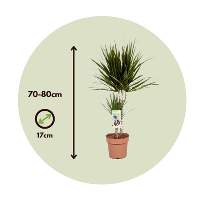Madagascar Dragon Tree - 4 pcs. - Dracaena marginata - Height 70-80cm - ⌀17cm