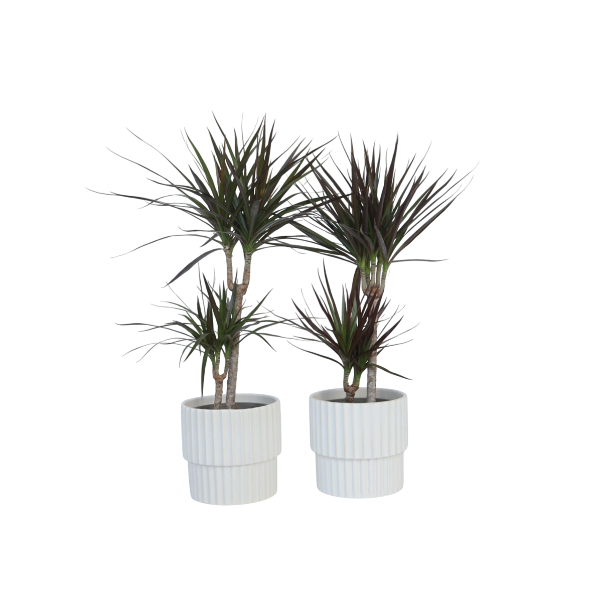 Madagascar Dragon Tree - 4 pcs. - Dracaena marginata - Height 70-80cm - ⌀17cm