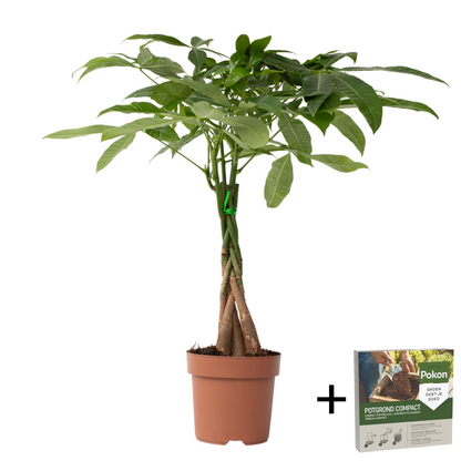 Money Tree Plant - Pachira aquatica - Height 60-70cm - ⌀17cm
