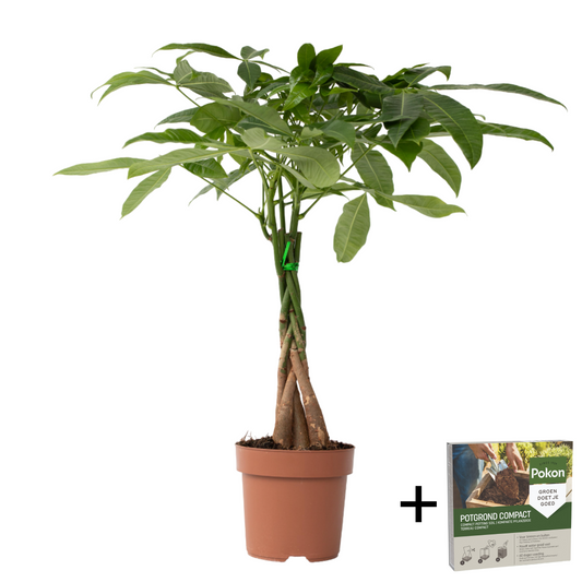 Money Tree Plant - Pachira aquatica - Height 60-70cm - ⌀17cm