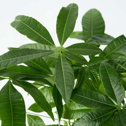 Money Tree Plant - Pachira aquatica - Height 60-70cm - ⌀17cm