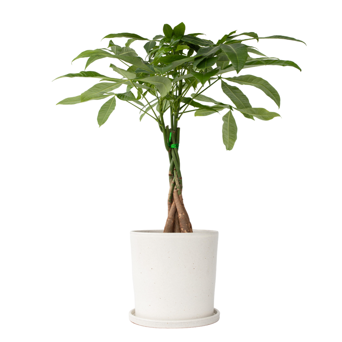 Money Tree Plant - Pachira aquatica - Height 60-70cm - ⌀17cm
