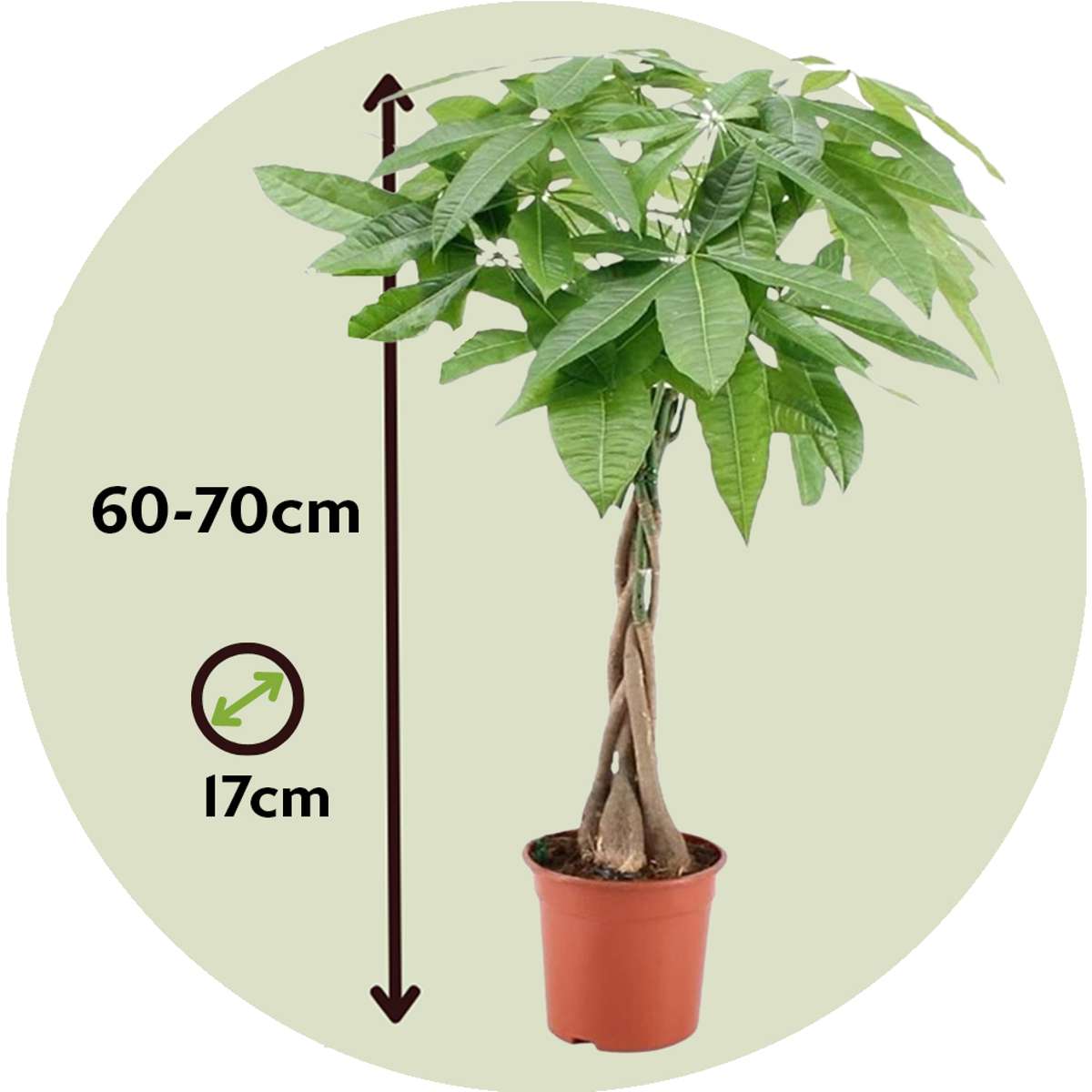 Money Tree Plant - Pachira aquatica - Height 60-70cm - ⌀17cm