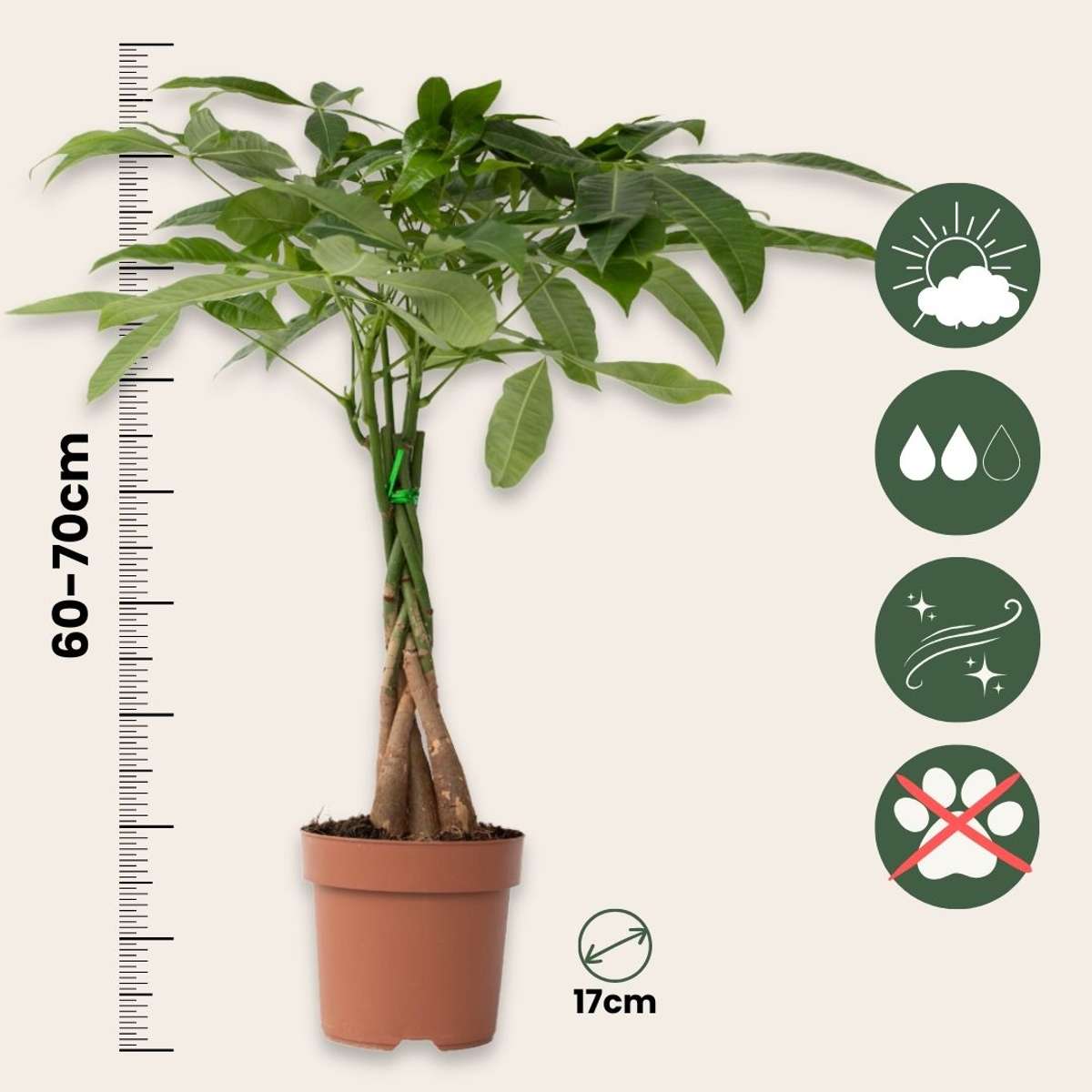 Arbre à argent - Set de 2 - Pachira aquatica - Hauteur 60-70cm - ⌀17cm
