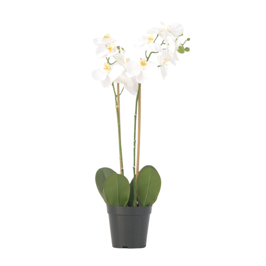 Orchidée Phalaenopsis artificielle - Hauteur 55cm