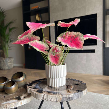 Caladium artificiel - Hauteur 60cm