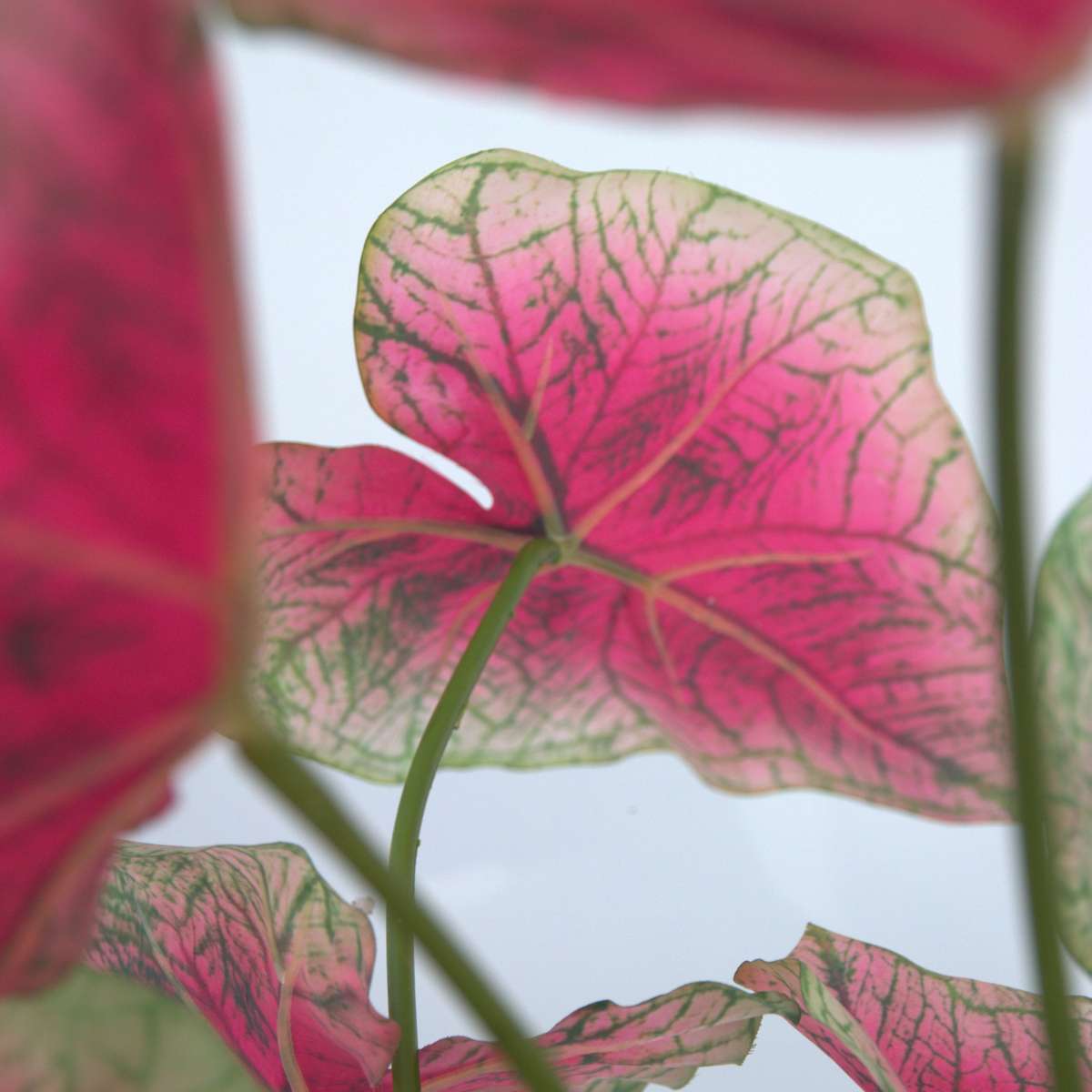 Caladium artificiel - Hauteur 60cm