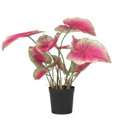 Caladium artificiel - Hauteur 60cm