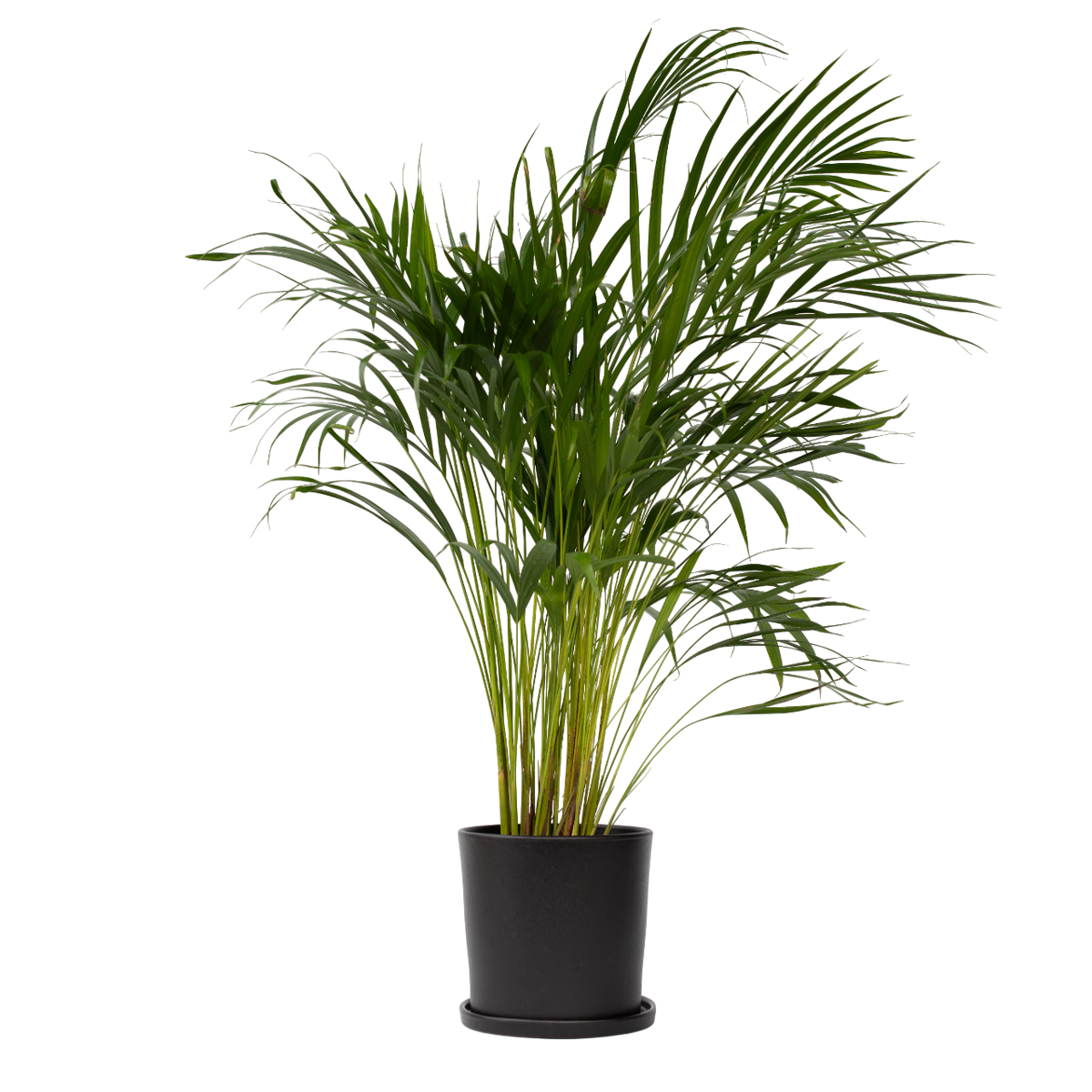 Areca palm 'Golden Cane' - Dypsis lutescens - Height 100-120cm - ⌀21cm