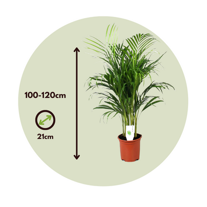 Areca palm 'Golden Cane' - Dypsis lutescens - Height 100-120cm - ⌀21cm