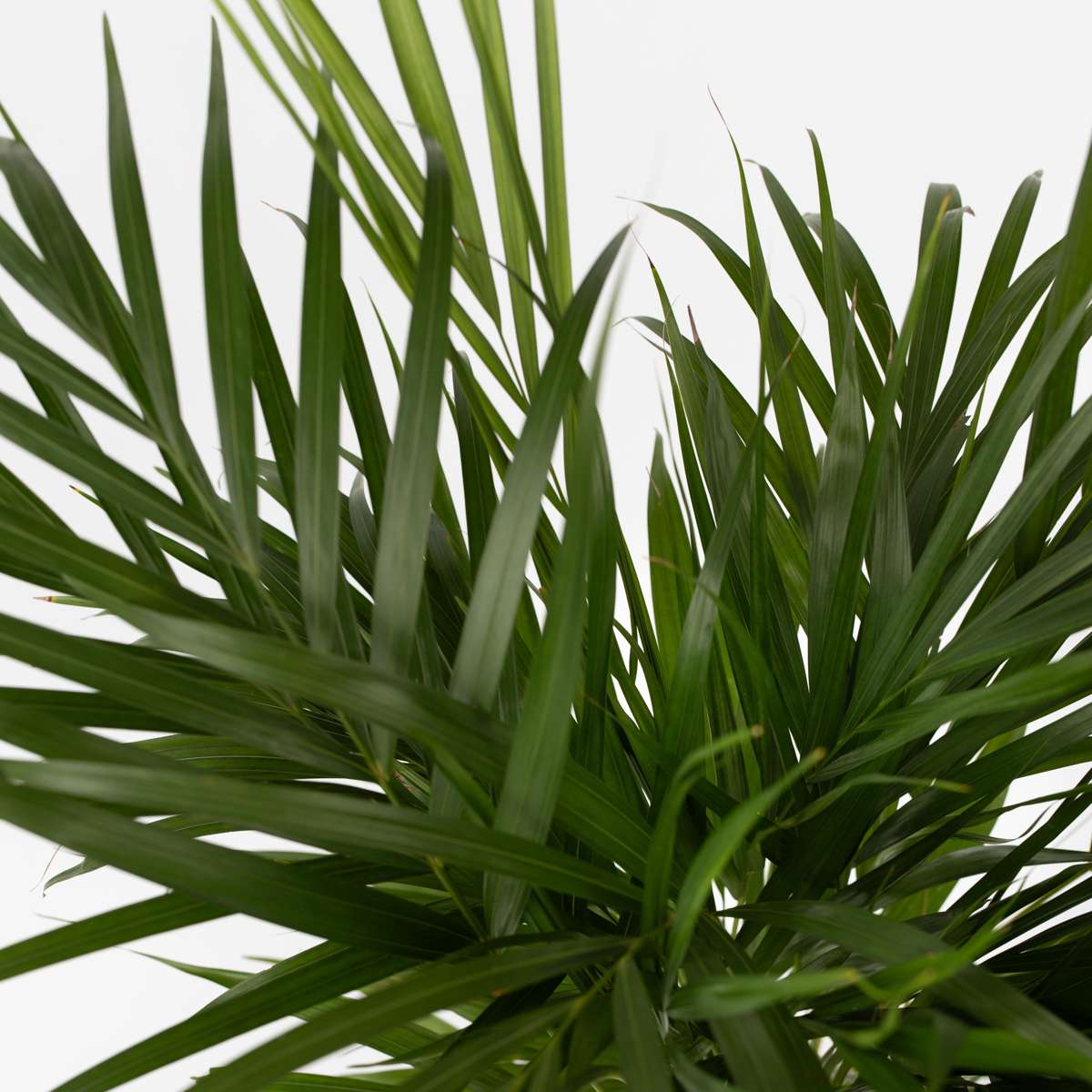 Areca palm 'Golden Cane' - 2 pcs. - Dypsis lutescens - Height 100-120cm - ⌀21cm