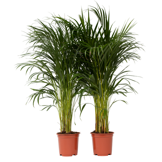 Areca palm 'Golden Cane' - 2 pcs. - Dypsis lutescens - Height 100-120cm - ⌀21cm
