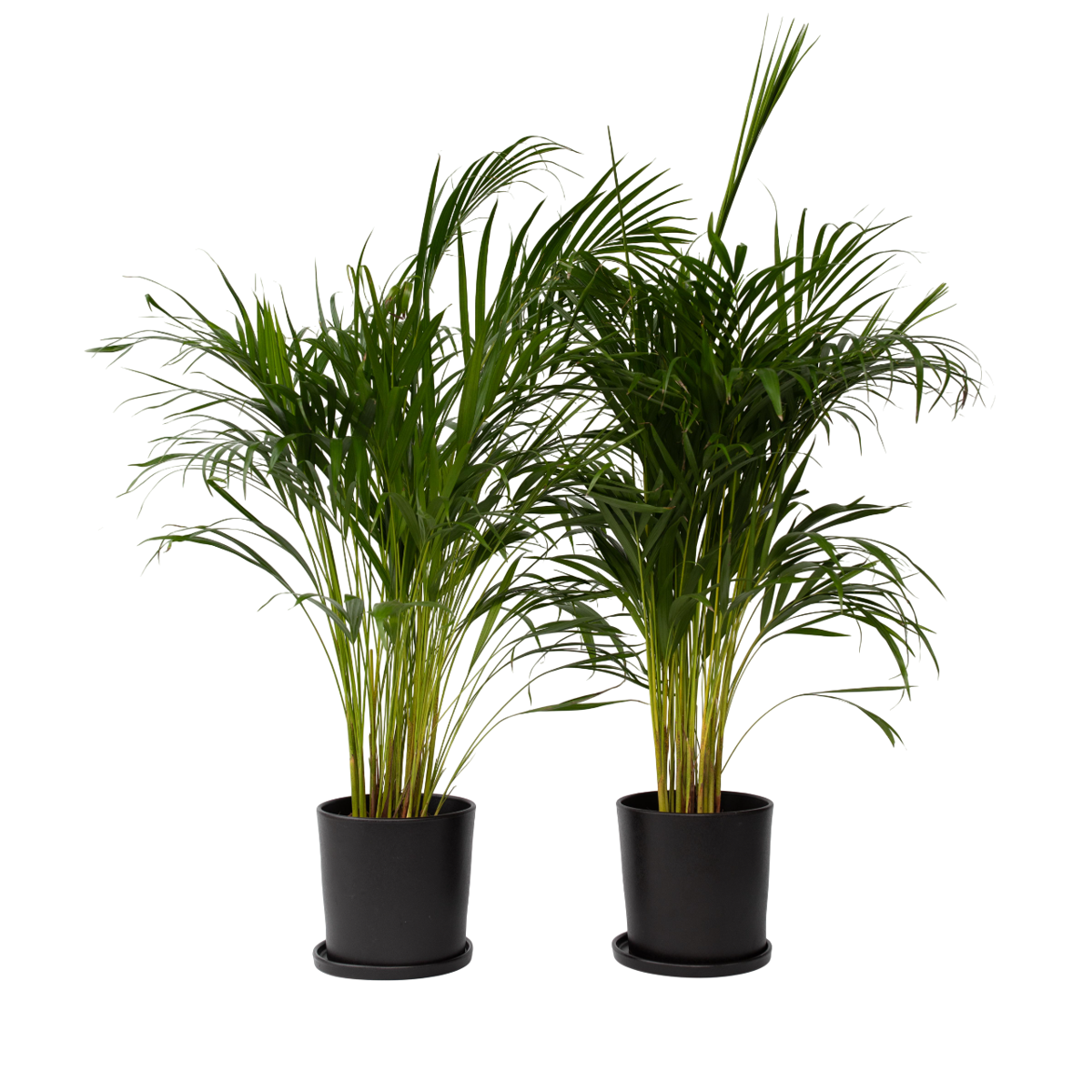 Areca palm 'Golden Cane' - 2 pcs. - Dypsis lutescens - Height 100-120cm - ⌀21cm