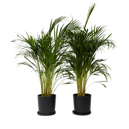 Areca palm 'Golden Cane' - 2 pcs. - Dypsis lutescens - Height 100-120cm - ⌀21cm