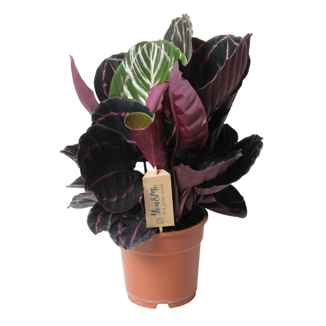 Calathée - Calathea 'Dottie' - Hauteur 30-40cm - ⌀17cm
