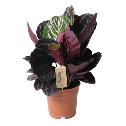 Calathée - Calathea 'Dottie' - Hauteur 30-40cm - ⌀17cm