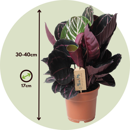 Calathée - Calathea 'Dottie' - Hauteur 30-40cm - ⌀17cm