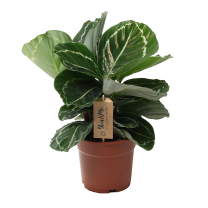 Calathée - Calathea 'Julia' - Hauteur 35-45cm - ⌀17cm