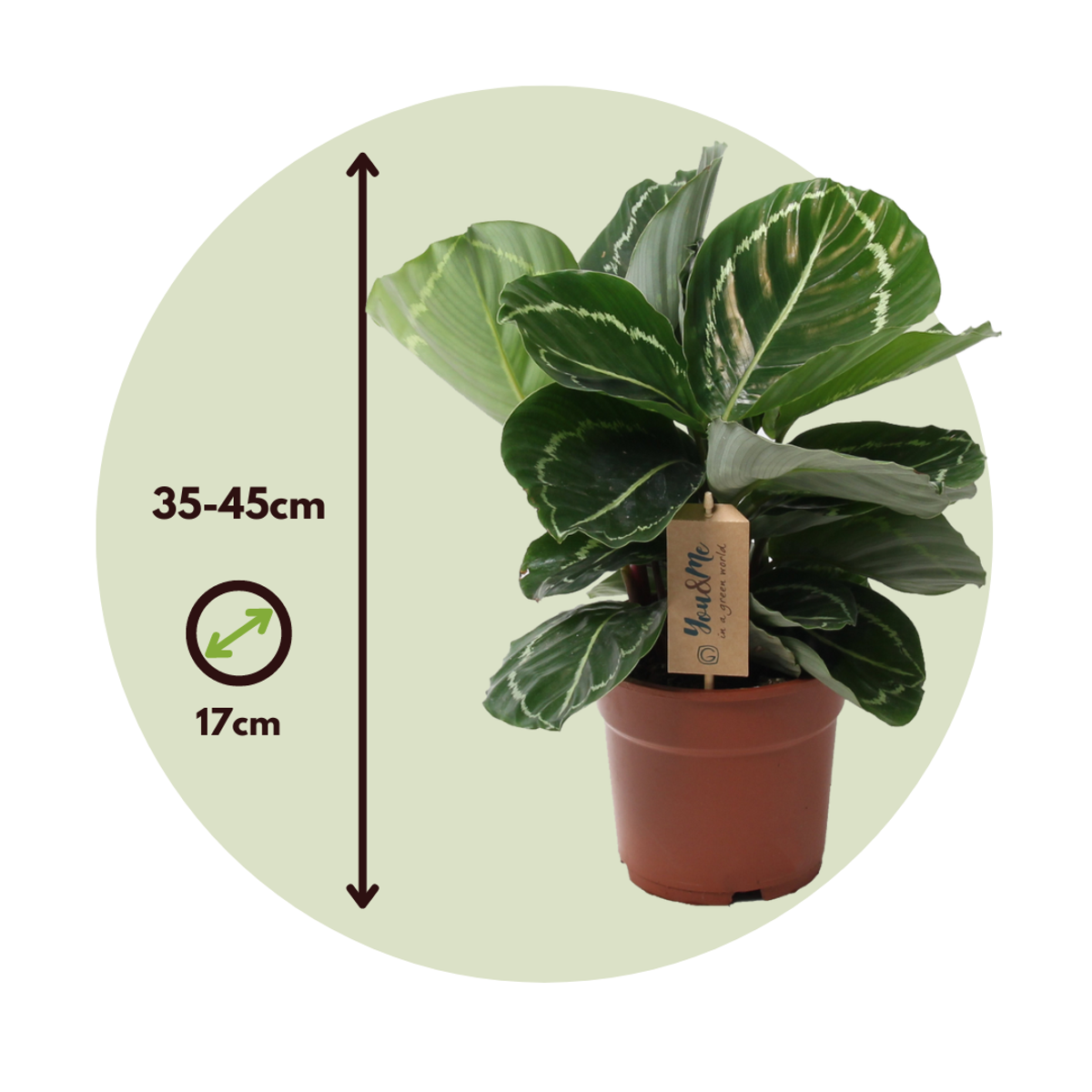 Calathée - Calathea 'Julia' - Hauteur 35-45cm - ⌀17cm
