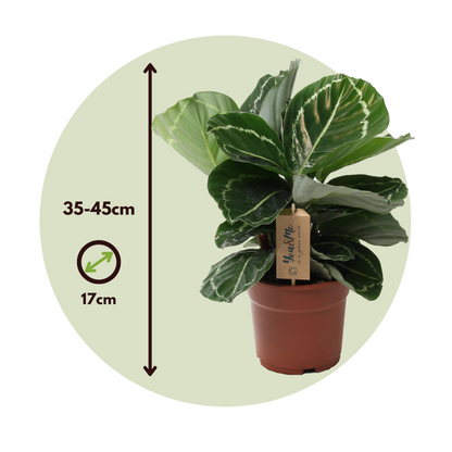 Calathée - Calathea 'Julia' - Hauteur 35-45cm - ⌀17cm