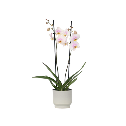 Orchidée papillon - Phalaenopsis - Hauteur 50-60cm - ⌀12cm - TD Plantz