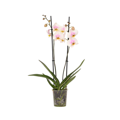 Orchidée papillon - Phalaenopsis - Hauteur 50-60cm - ⌀12cm - TD Plantz