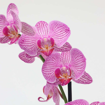 Orchidée papillon - Phalaenopsis - Hauteur 50-60cm - ⌀12cm