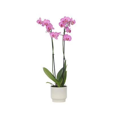 Orchidée papillon - Phalaenopsis - Hauteur 50-60cm - ⌀12cm
