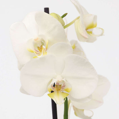 Orchidée papillon - Phalaenopsis - Hauteur 50-60cm - ⌀12cm - TD Plantz