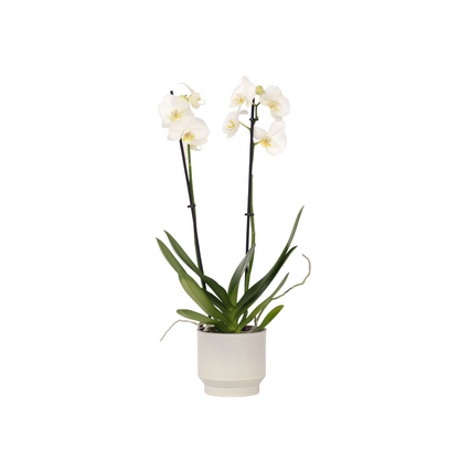 Orchidée papillon - Phalaenopsis - Hauteur 50-60cm - ⌀12cm - TD Plantz
