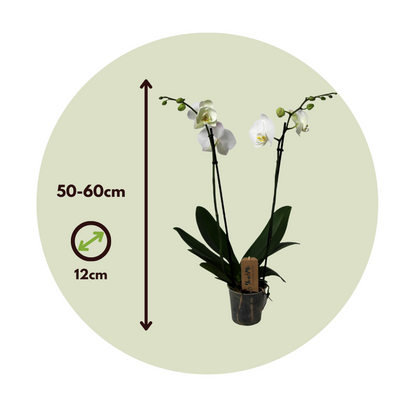 Orchidée papillon - Phalaenopsis - Hauteur 50-60cm - ⌀12cm - TD Plantz