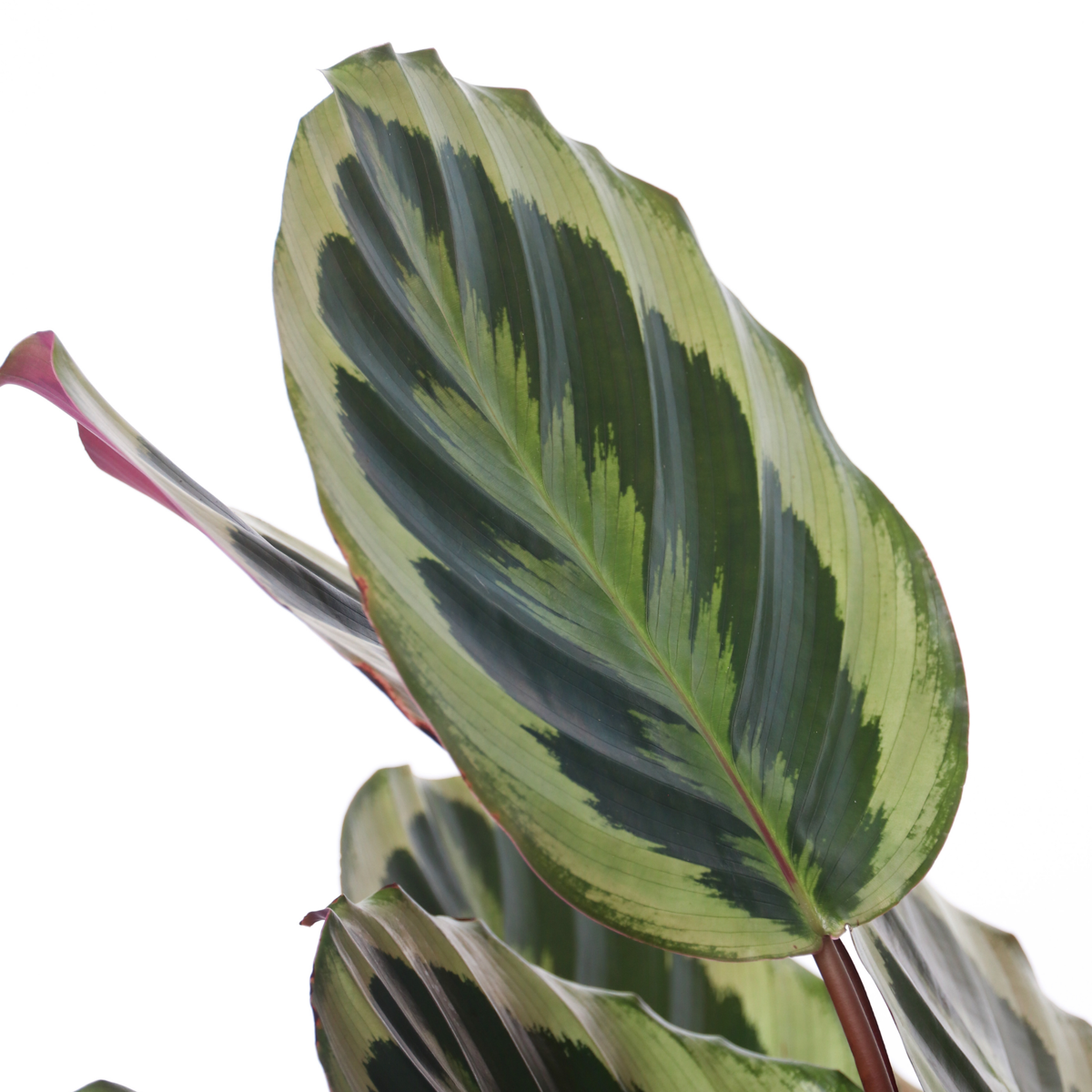 Calathée - Calathea 'Marion' - Hauteur 60-70cm - ⌀21cm