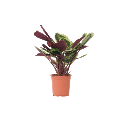 Calathée - Calathea 'Marion' - Hauteur 60-70cm - ⌀21cm