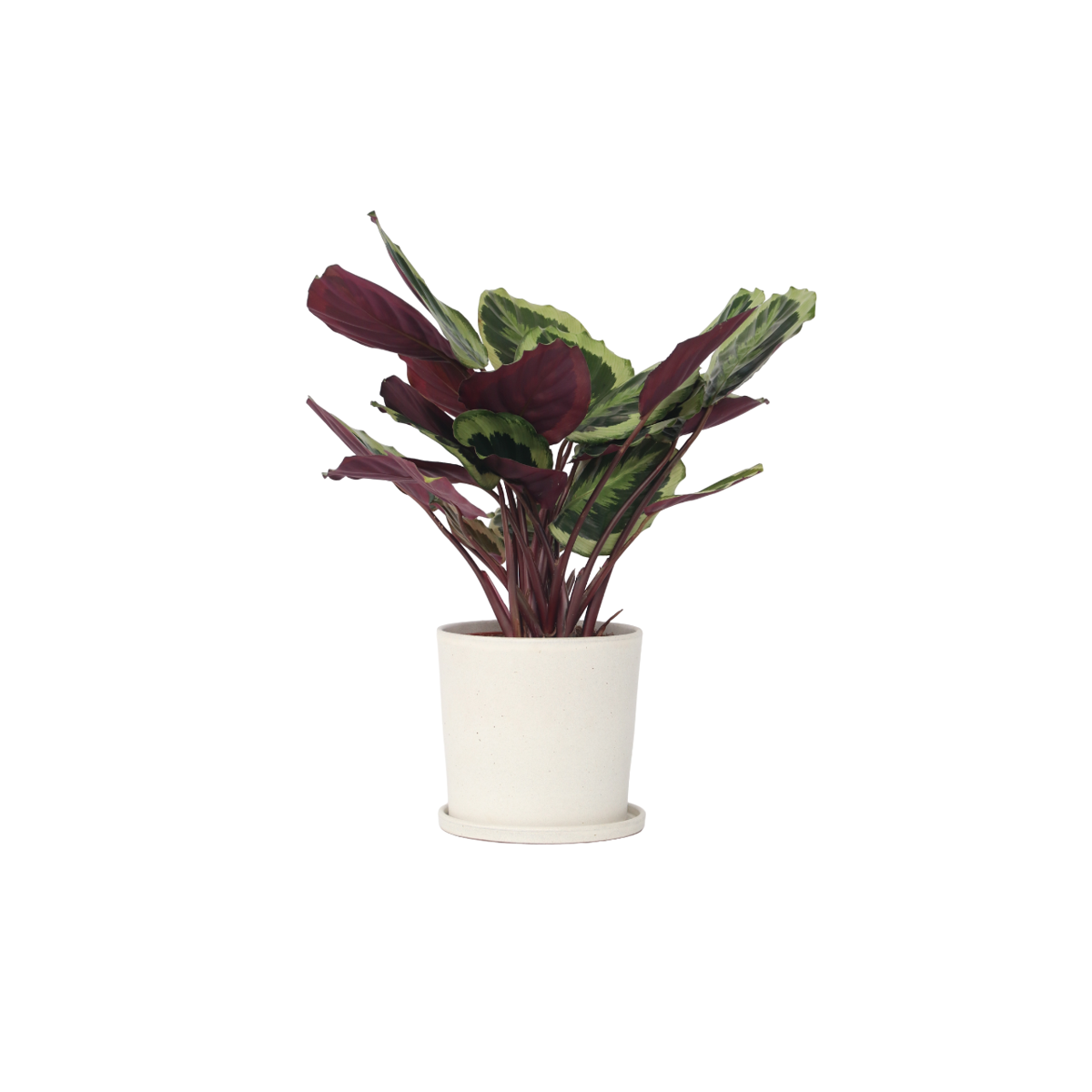 Calathée - Calathea 'Marion' - Hauteur 60-70cm - ⌀21cm